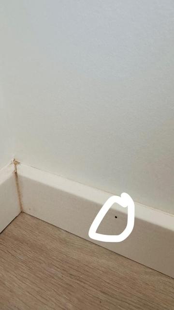 Könnten diese Termiten sein?