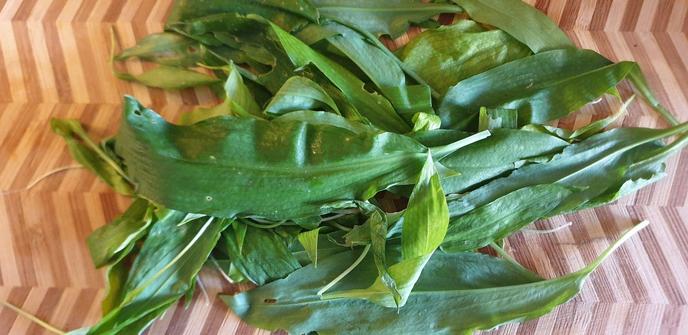 The leaves of the Wild Garlic plant, on a chopping board, prior to chopping and adding to the soup