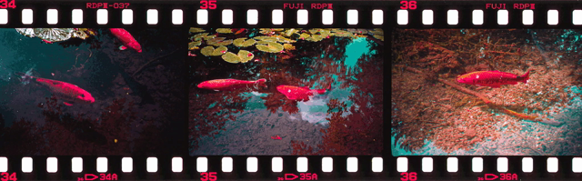 #bingsphotos #photography #filmisnotdead #lomography #believeinfilm #movieclips #35mm #35mmgifs Well @wabisabitom.bsky.social@bsky.brid.gy let us start this together, great you mad