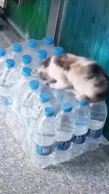 Мало кто находит выход # humor # music # cat # story # shorts