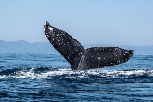 A whale tailfin sinks below the ocean surface. (Paola Ocaranza/Unsplash)