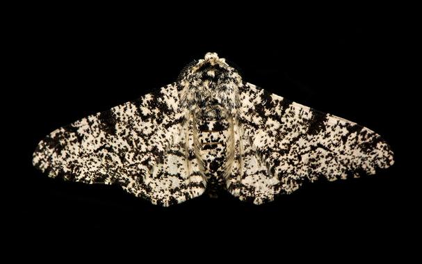 <p>A peppered moth (<em>Biston betularia</em>). Photo by Ian Redding/Getty Images</p>