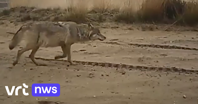 Wolvin Noëlla met bolle buik gespot in Limburgs leefgebied | VRT NWS: nieuws