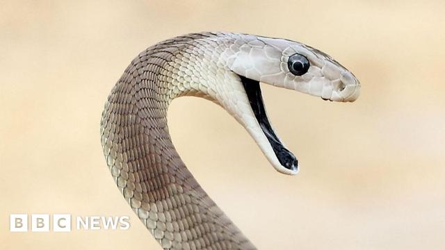 A black mamba snake with scales and ranging from very pale to dark brown and a gaping maw revealing a dark black mouth