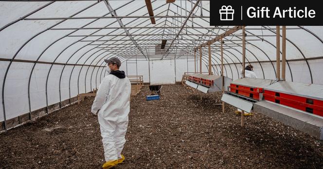 Marty Thomas walking through his empty henhouse after a bird flu outbreak in January led to the deaths of his entire flock of 3,000 hens, in Matteson, Ill., earlier this year.