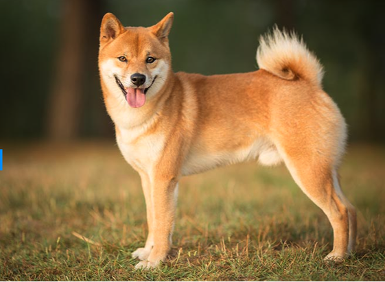 A Shiba Inu dog