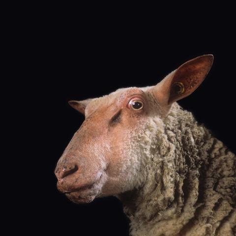 A portrait of a sheep with wide eyes and an ear tag.