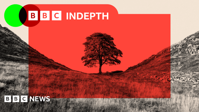 A treated image of the Sycamore Gap Tree