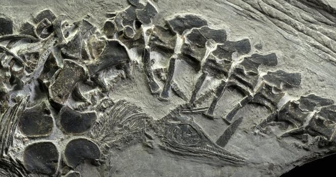 Nahaufnahme eines im Foto nur angeschnittenen Fossils, schwarze Knochen auf grauem Grund, Teil einer Wirbelsäule, dazwischen schaut ein viel kleinerer länglicher Schäden mit großen Augenhöhlen heraus, ein Jungtier, das noch im Becken seiner Mutter steckt.
