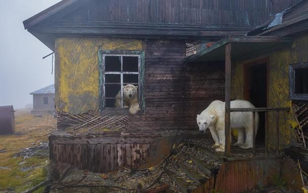 <p>Polar bears at an abandoned Soviet-era weather station on Kolyuchin Island, Chukchi Sea, Russia. Photo by <a href="https://www.dmitrykokh.com/abandoned" target="_blank" rel="noreferrer noopener">Dmitry Kokh</a></p>