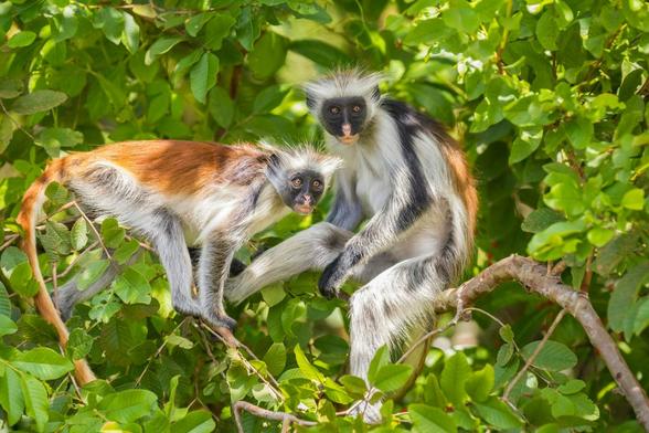 Red colobus monkeys in Jozani Chwaka Bay National Park rainforest in Zanzibar. Sander Meertins/Getty Images