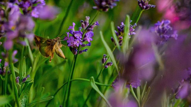 Ein Schmetterling fliegt zwischen lavendelfarbenen Blüten in einem Garten.