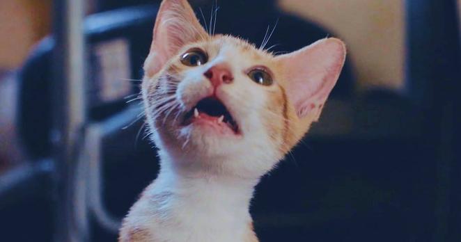 This image released by Oscilloscope Laboratories shows promotional art for Cat Video Fest 2025. (Oscilloscope Laboratories via AP)