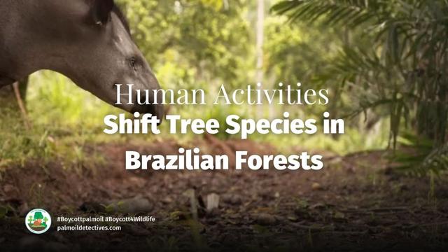 Human Activities Shift Tree Species in Brazilian Forests