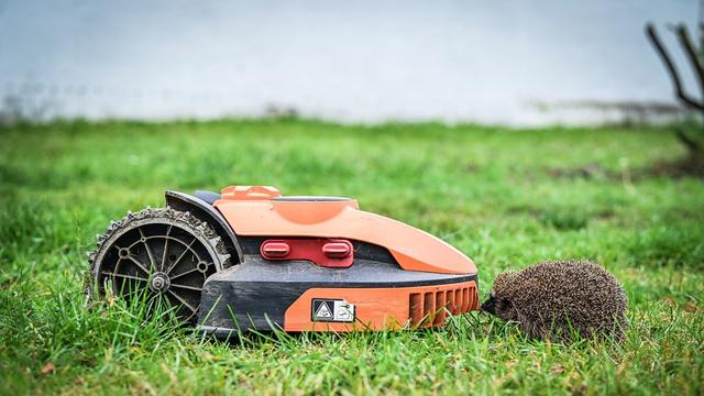 Tödliche Gefahr: Halle verbietet Mähroboter bei Nacht zum Schutz für Igel und Kleintiere Tödliche Gefahr: Halle verbietet Mähroboter bei Nacht zum Schutz für Igel und Kleintiere