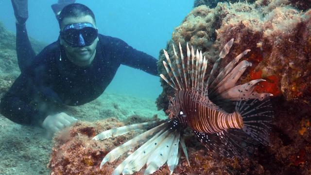 A diver next to a Lionfish normally found in the Red Sea but increasingly seen in the Mediterranean due to rising sea temperatures. | © Ibrahim Chalhoub, AFP