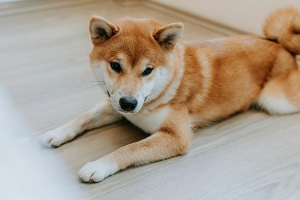 DOGE loses key price levels. (Virginia Marinova/Unsplash)
