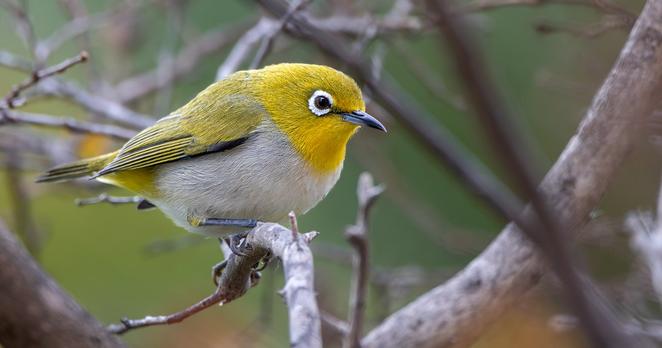 This Non-Native Songbird Is Taking Over California—Will the Rest of the Country Be Next?