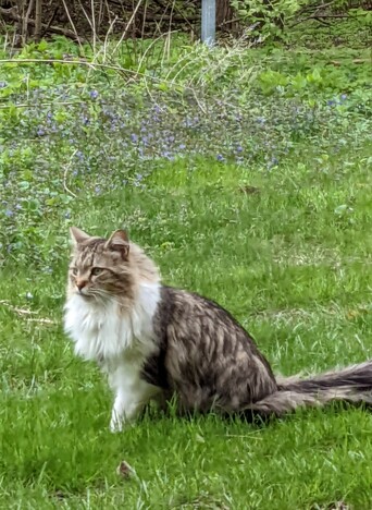 A fluffy cat sitting on a patch of grass looking away from the camera into the distance.