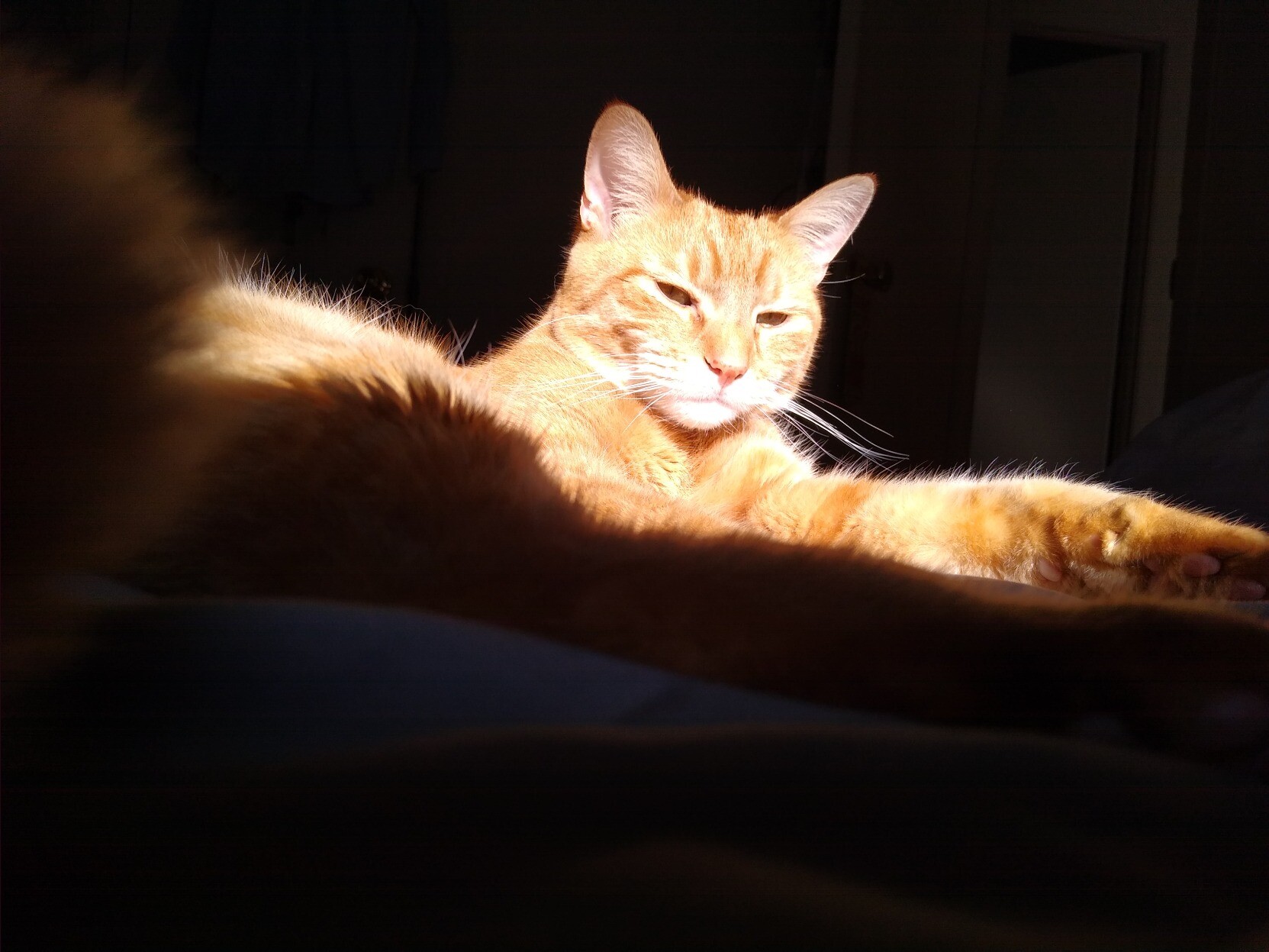 kitty glowing in the sun