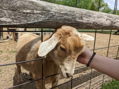 A Nigerian dwarf goat looking down while getting petted by it's left ear.