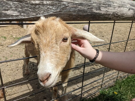 A Nigerian dwarf goat looking towards the camera while getting pet by it's left ear.