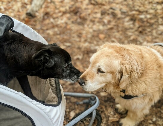 Large, shaggy golden retriever greeting Ben nose-to-nose while Ben is inside his stroller