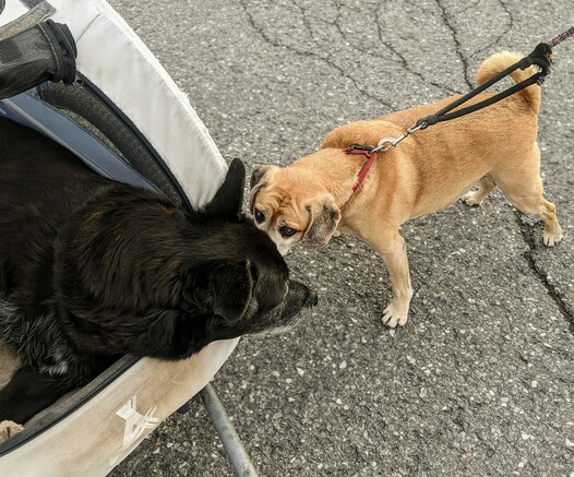 Large pug greeting Ben nose-to-nose while Ben is in his stroller. Boris immediately started to bark at me after this