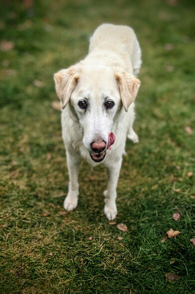 Ginger waiting patiently for her treat staring at the camera. She is just finishing up licking her lips, you can see a length of very pink tongue coming out of the back right of her mouth.

She totters down the street at least once a day for her treat. It is like she is walking on stilts. But she actually half runs to get here if she has the energy.