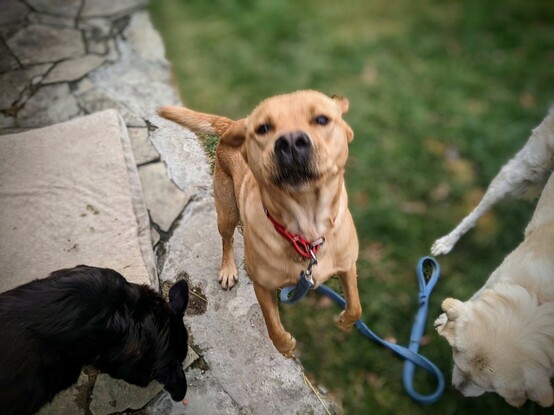 Nugget launching himself at me while taking pictures. Caught in mid-air heading straight at the camera, eyes locked on.

#PhonePhotography tip: Practice your 'shortstop catch'. A lot!!