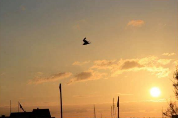 Picture of a bird flying that also looks like a rabbit on skis in the middle of a long jump.