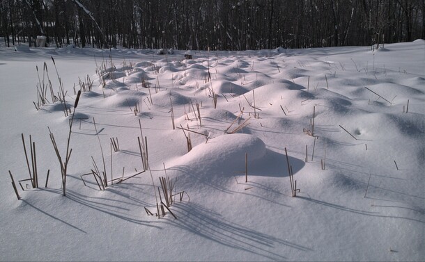 Close up of the snow lightly covering swamp grass in a soft billowing texture.