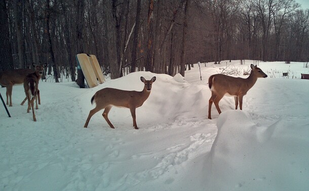 Three deer looking at the camera, with a fourth cut off at the head. Background is covered in snow. Old 2 person paddleboat leaning against tree. 