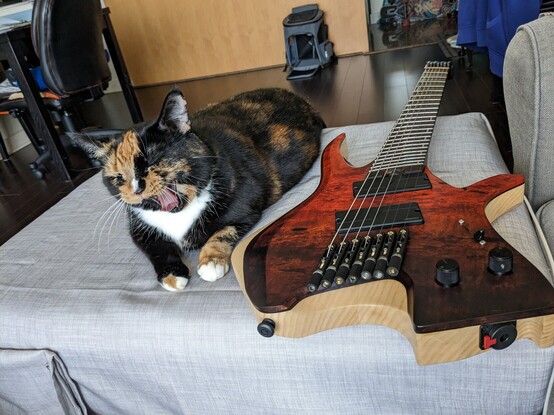 Cat yawn beside a guitar