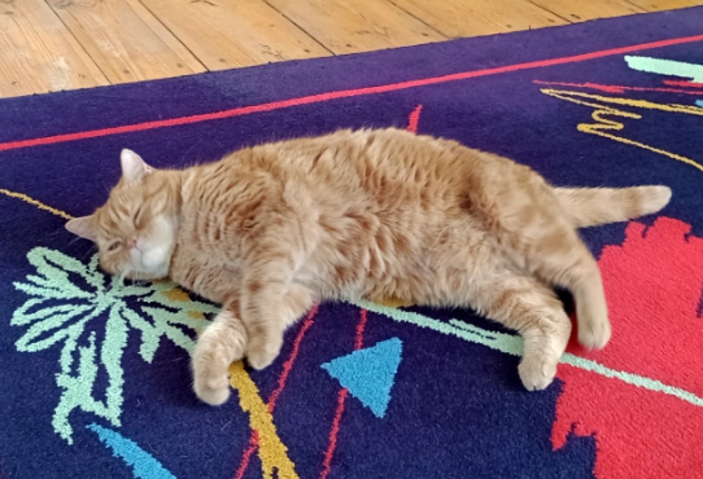 Don the red cat on a multi-coloured carpet, ready for belly rubs.