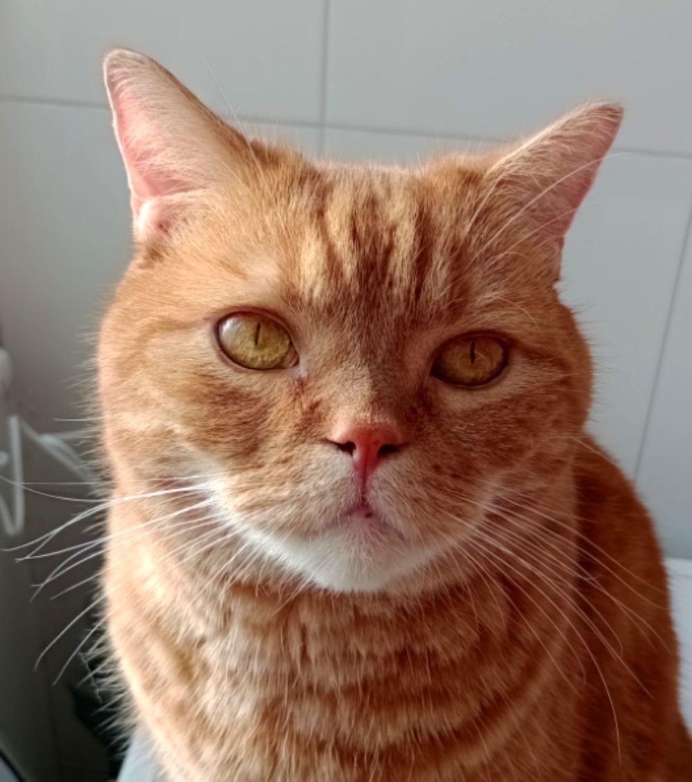 Don. he is a big red male cat.