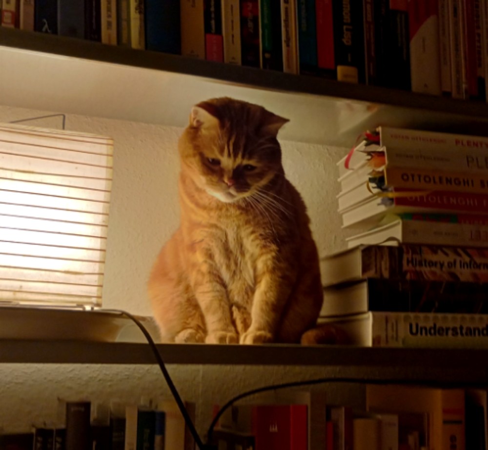 Don the cat, sitting on a book shelf next to a lamp, surveying his new domain.