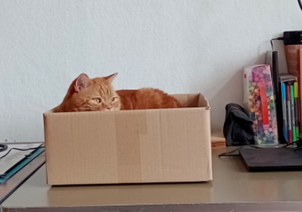Don in a cardboard box