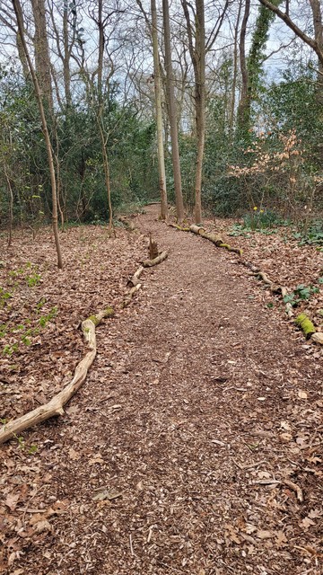 wooden path with trees around the path