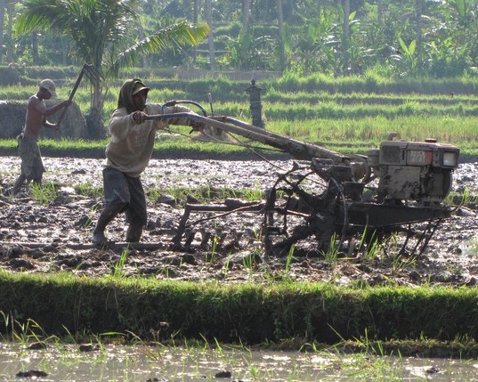 photo of workers in a rice field using equipment to till the field.
