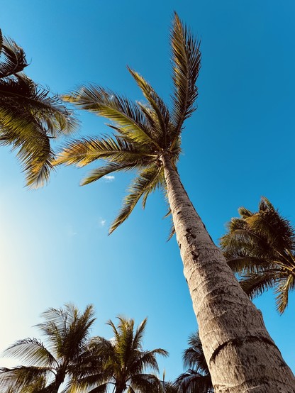 Tall palm tree from a low angle with blue sky background.