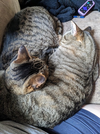 Two tabby cats cuddled together on the couch