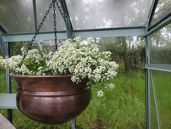 White sweet alyssum flowers in a copper hanging pot