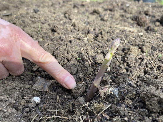 The first asparagus spears poking through the soil