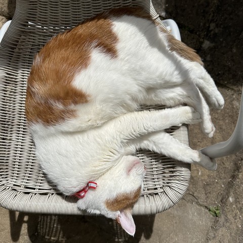 A top-down view of a ginger and white cat sleeping on a white garden chair. 