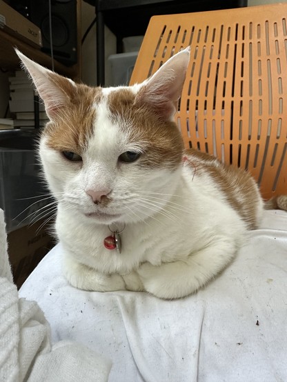A ginger and white cat sits on a white cushion, his paws daintily tucked together as if he's listening intently to you. 