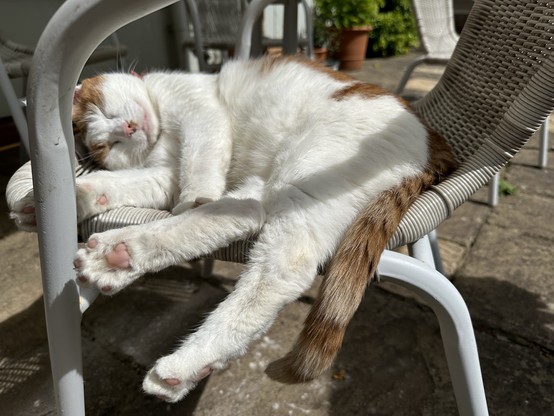 A ginger and white cat sleeps on a white garden chair. 
