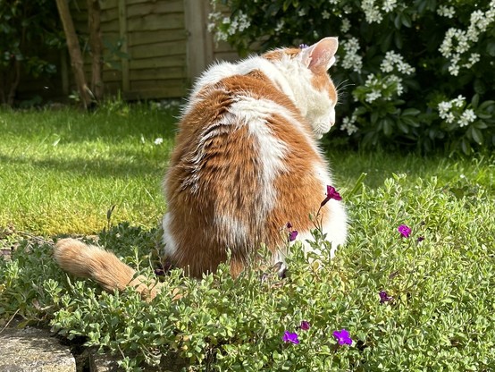 A rear view of a ginger and white cat sitting in a garden, his eyes closed in the sunshine. 