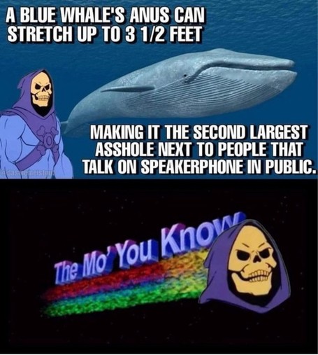 The image is a meme in two parts. The top section shows an illustration of Skeletor beside a blue whale with text explaining the size of a blue whale's anus, followed by a joke comparing it to people who talk on speakerphone in public