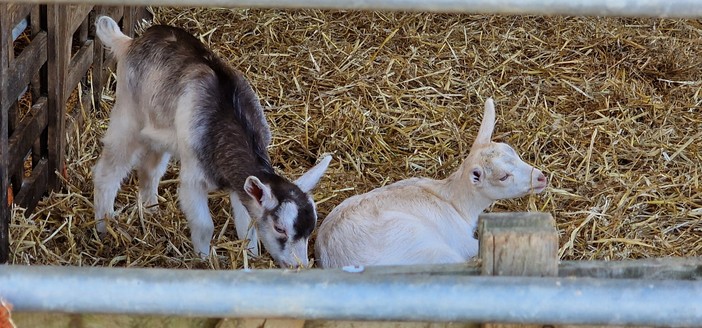 Baby goats!